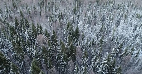 Wall Mural - Low flight over snowy forest in winter. Flight above winter forest. Aerial view of winter background with snow covered fir trees