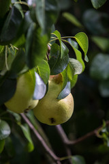 Pear fruit isolated on a tree with green leaves.