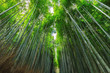 © Stéphane Bidouze - Japanese bamboo forest