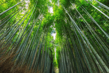 Wall Mural - Japanese bamboo forest