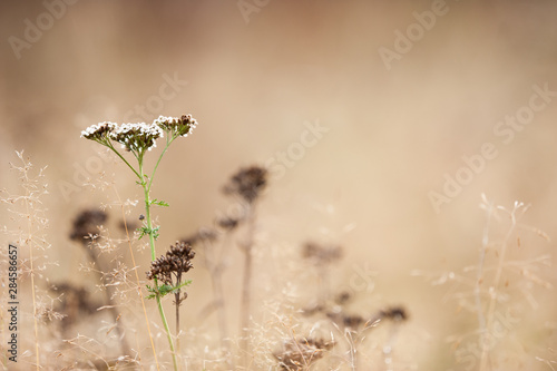 Autumn grasses and Common Yarrow (Achillea millefolium)