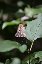 Butterfly Hackberry Emperor