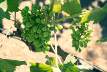 Bunch Of Unripe Green Grapes