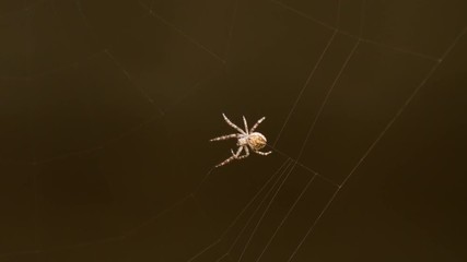Spider weaves a web