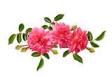 Fototapeta  - Pink rose flowers with green leaves in a floral arrangement
