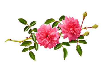 Wall Mural - Pink rose flowers with green leaves