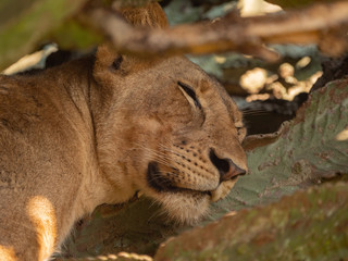 Wall Mural - Tree Climbing Lion in Queen Elizabeth Park, Uganda