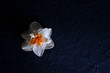 White flower narcissus on a dark blue textured background in the beam of light. Top view with copy space.