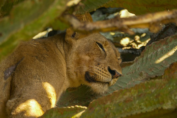 Wall Mural - Tree Climbing Lion in Queen Elizabeth Park, Uganda