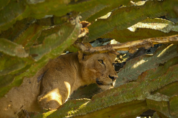 Wall Mural - Tree Climbing Lion in Queen Elizabeth Park, Uganda