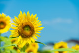 Fototapeta Kwiaty - 青空の下に咲く向日葵