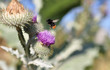 Eine Wildbiene nach dem Abflug von einer Diestel-Blüte