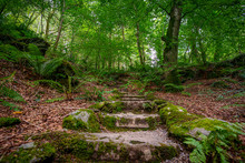 Rustic Stone Staircase In A Lush Forest Setting