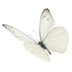 Wall Mural - white butterfy flying