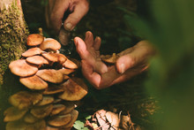Old Man Cuts A Knife With Mushrooms In The Forest. Manual Mushroom Picking