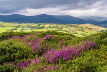 Scenic Irish Countryside Landscape With Hills Covered In Purple Heather, Green Farmlands And Mountains In The Background On A Moody Summer Day.