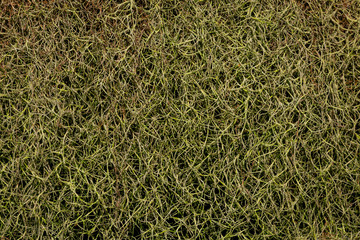 green grass background