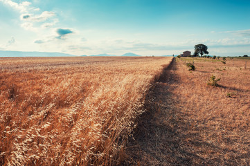 Oat field at sunrise near Valensole, Provence, France. beautiful summer landscape