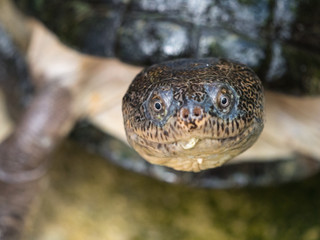 Poster - tortue