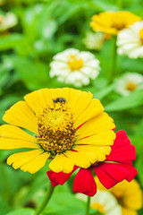 Wall Mural - A honey bee pollinating Zinnia flower.