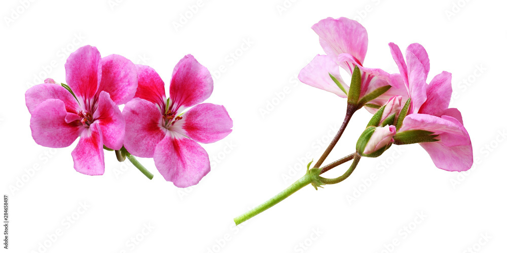 Set of pink geranium flowers - obrazy, fototapety, plakaty 
