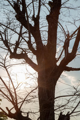 Wall Mural - silhouette of dead tree