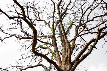 Wall Mural - dead tree