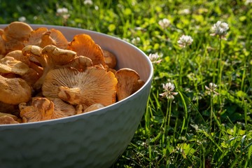 Freshly harvested chanterelle mushrooms.