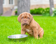 Bordeaux Mastiff Puppy Sitting On Green Summer Grass With Empty Metal Bowl