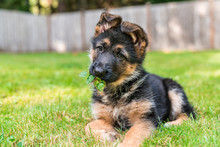 German Shepherd Dog Puppy Free Stock Photo - Public Domain Pictures