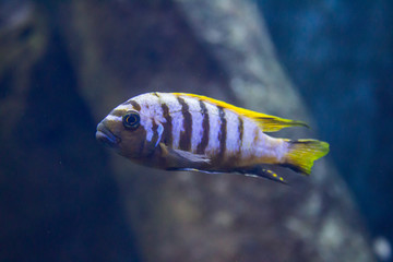 Color tropical fish in an aquarium