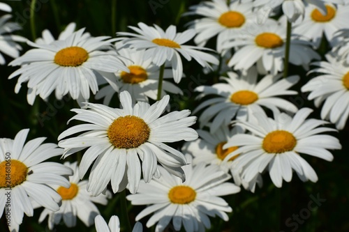 Leucanthemum Vulgare, is a perennial herb, commonly known as the ox-eye daisy...