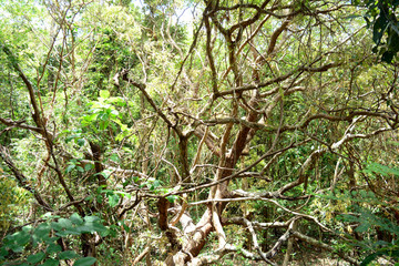 the kink trees  and bright sunlight in the forest