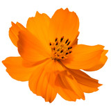 Fototapeta Las - orange flower isolated on white background