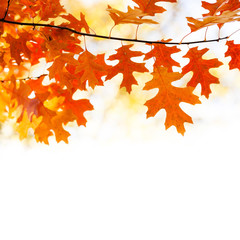 Canvas Print - Autumn background with oak leaves. Colorful foliage in the autumn park. white background, copy space