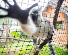 Curious Lemur