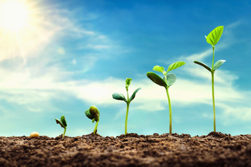 Wall Mural - soybean growth in farm with blue sky background. agriculture plant seeding growing step concept