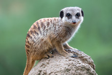Meerkat (Suricata Suricatta, Erdmännchen) 