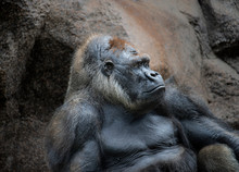 Gorilla Silverback Sitting And Thinking