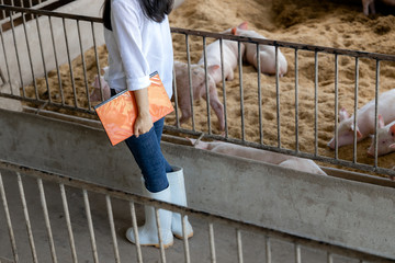 Wall Mural - Smart farmer with notes walking and checking quality in organic farm pig. Agriculture and livestock industry