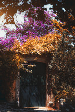 A Vertical View From The Street Of A Metal Gate In A Stone Orange Wall Overgrown With An Autumn And Summer Greenery With A Dazzling Blossoming Lilac Tree Above; An Old Iron Door In A Garden Outside