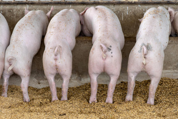 Wall Mural - Back view of pigs feeding in organic rural farm agricultural. Livestock industry