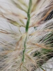 ears of wheat in the field