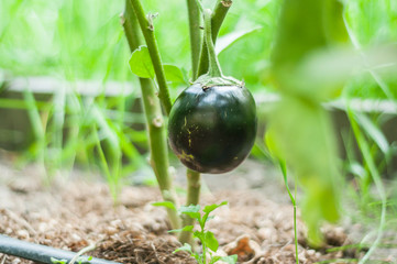 Wall Mural - Little eggplant grows on a bush. Home garden with plants. environmentally friendly product with vitamins.