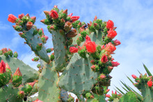 Beautiful Red Flowers Of A Blossoming Cactus.