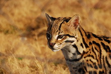 A Close Up Of A Lone Serval In South Africa