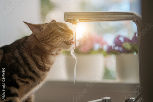 Beautiful short hair cat drinking water from the tap at the kitchen © Krakenimages.com