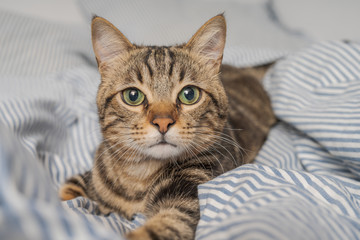 Wall Mural - Beautiful short hair cat lying on the bed at home