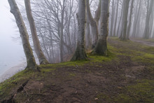 Beech Forest In Misty Cliff Landscape, Tree Funeral, Forest Cemetery, Green Burial