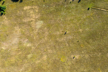 Wall Mural - wild field, view from above